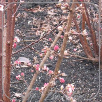 Viburnum bodnantense 'Charles Lamont'