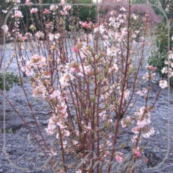 Viburnum bodnantense 'Charles Lamont'