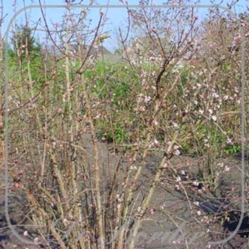Viburnum bodnantense 'Dawn'