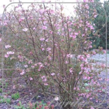 Viburnum bodnantense 'Dawn'