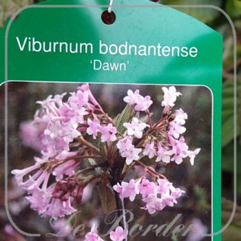 viburnum-bodnantense-dawn-270.jpg Viburnum bodnantense 'Dawn'