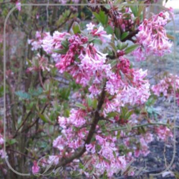 Viburnum bodnantense 'Dawn'