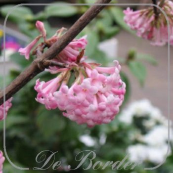 Viburnum bodnantense 'Dawn'
