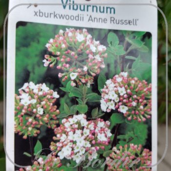 viburnum-burkwoodii-anne-russell-50-60-cm-c5-685 Viburnum burkwoodii 'Anne Russell'