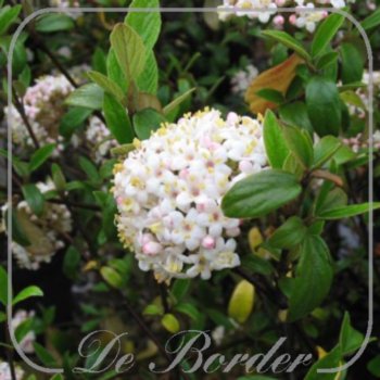 Viburnum burkwoodii 'Conoy'