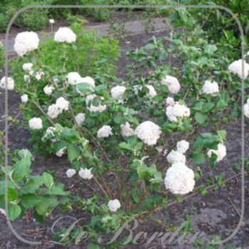 viburnum-carlcephalum-100 Viburnum carlcephalum