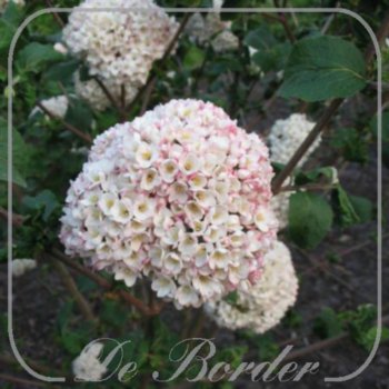 viburnum-carlcephalum-171 Viburnum carlcephalum