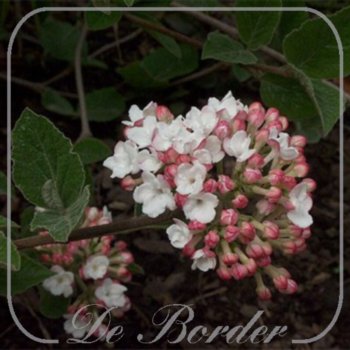 Viburnum carlesii 'Juddii'