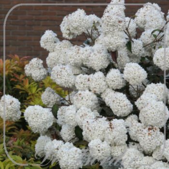 Viburnum 'Eskimo'