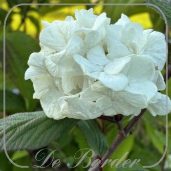 Viburnum plicatum 'Grandiflorum'