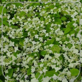 viburnum-plicatum-kilimandjaro-050 Viburnum plicatum 'Kilimandjaro'