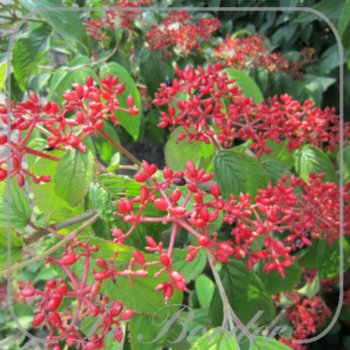 viburnum-plicatum-kilimandjaro-194 Viburnum plicatum 'Kilimandjaro'