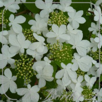 viburnum-plicatum-kilimandjaro-521 Viburnum plicatum 'Kilimandjaro'