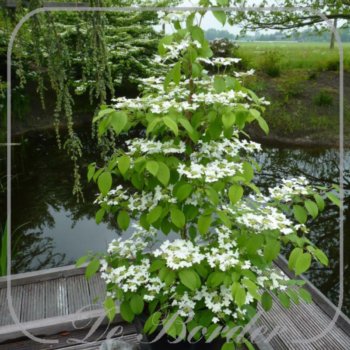 viburnum-plicatum-kilimandjaro-534 Viburnum plicatum 'Kilimandjaro'