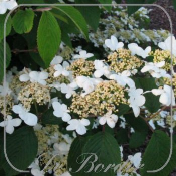 viburnum-plicatum-mariesii-50-60-cm-c75-204 Viburnum plicatum 'Mariesii'
