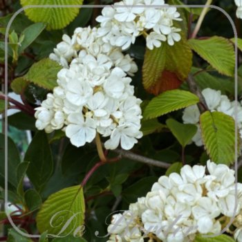 viburnum-plicatum-newport-254 Viburnum plicatum 'Newport'