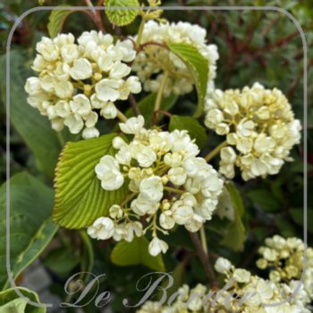 viburnum-plicatum-newport-286 Viburnum plicatum 'Newport'