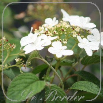 Viburnum plicatum 'Watanabe'