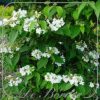 Viburnum plicatum 'Watanabe'