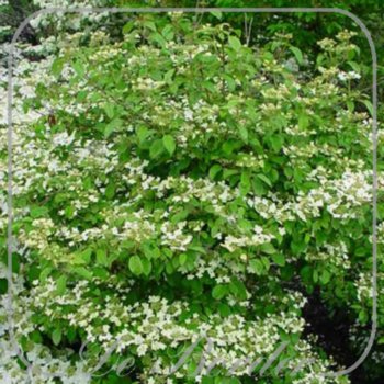 Viburnum plicatum 'Watanabe'