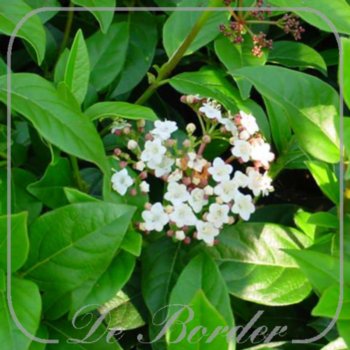 viburnum-tinus-eve-price-30-40-cm-c3-502 Viburnum tinus 'Eve Price'