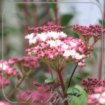 Viburnum tinus 'Gwenllian'
