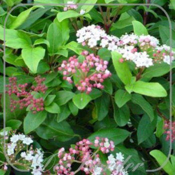 viburnum-tinus-gwenllian-504.jpg Viburnum tinus 'Gwenllian'