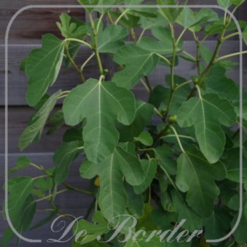 vijg-marseillaise-272 Vijg 'Marseillaise'