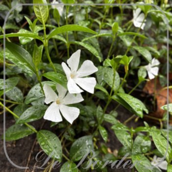 Vinca minor 'Alba'