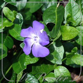 Vinca minor 'Anna'