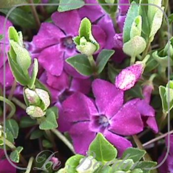 vinca-minor-atropurpurea-maat-xl-pot-1l-003.jpg Vinca minor 'Atropurpurea'