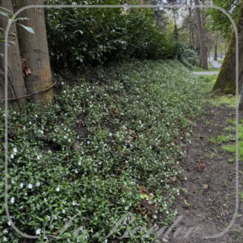 vinca-minor-elisa-767 Vinca minor 'Elisa'