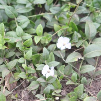 vinca-minor-valentin-834 Vinca minor 'Valentin'