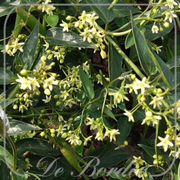 Vincetoxicum hirundinaria