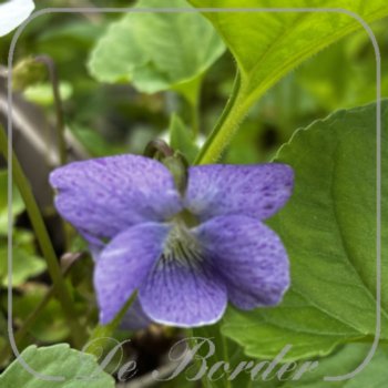 Viola sororia 'Blue Diamond'