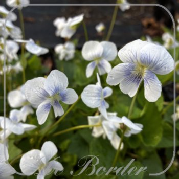 viola-sororia-princess-luise-790 Viola sororia 'Princess Luise'