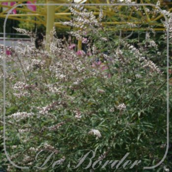 Vitex agnus-castus 'Albus'