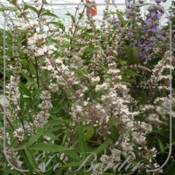 Vitex agnus-castus 'Albus'