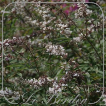 Vitex agnus-castus 'Albus'