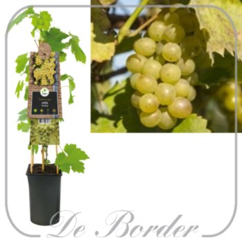 Vitis 'Riesling'