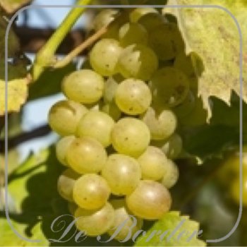 Vitis 'Riesling'