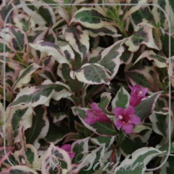 weigela-florida-monet-654 Weigela florida 'Monet'