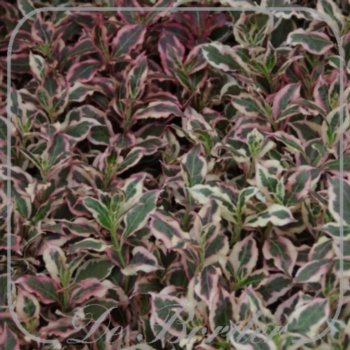 weigela-florida-monet-792 Weigela florida 'Monet'