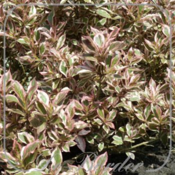 weigela-florida-monet-883 Weigela florida 'Monet'