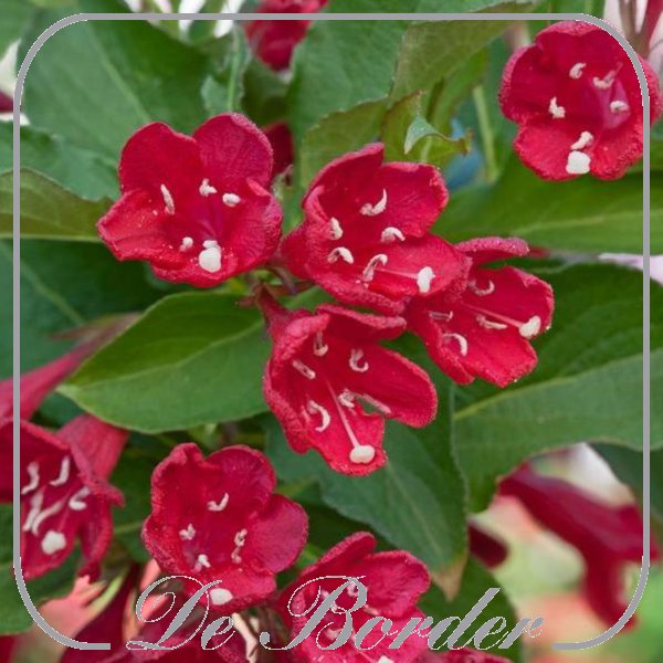Weigela 'Red Prince'