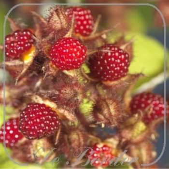 Wijnbes, Rubus phoenicolasius
