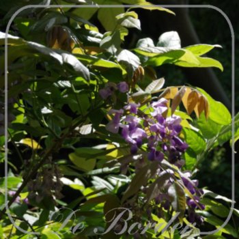 wisteria-brachybotrys-iko-yama-fuji-315 Wisteria brachybotrys 'Iko-yama-fuji'