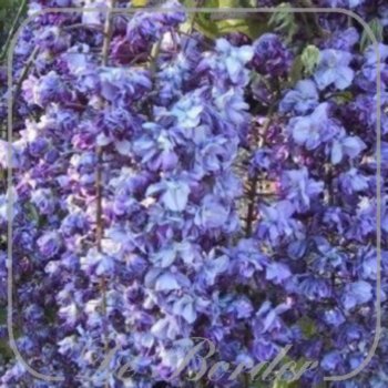 Wisteria floribunda 'Black Dragon'