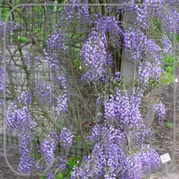 Wisteria floribunda 'Domino'