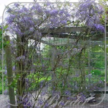 Wisteria floribunda 'Domino'